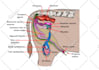 draw exercise, medical and anatomy illustrations