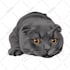 draw your pet into vector art illustration