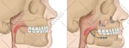 do medical, dental and scientific illustrations for you