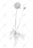 draw flowers or plants illustration for you