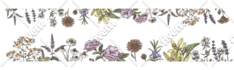 create detailed vector botanical illustration
