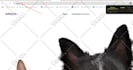 connect your domain to any website, shopify, wix, wordpress or squarespace