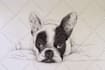 draw a realistic pen and ink illustration