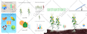create a graphical abstract for your research article