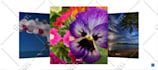 design and develop wordpress website using  elementor, divi, custom code