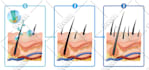 do medical scientific illustration