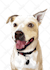 draw a custom cartoon pet portrait from your dog or cat photo