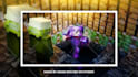 make trending minecraft thumbnails for your videos