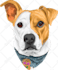 draw cartoon vector pet in 24 hours