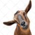draw vector for animal or any pet in 24 hours