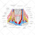 draw precise medical illustration