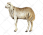 draw anything animals in digital watercolor style