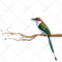 draw your bird into cartoon vector 24 hours