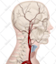 do medical, dental and scientific illustrations for you