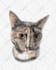 do custom pet portrait, dog portrait, cat portrait drawing