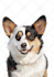 make vector illustration dog cat animal pet cartoon portrait in 24 hours
