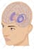create vector medical illustration for education, healthcare and publishing