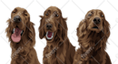 draw a cartoon for your pets in 24 hour