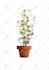 create a character plant illustration