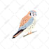 draw creative illustration with unlimited revisions