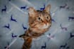 create perfect pet photos with professional editing