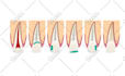 do all medical, anatomy and scientific illustration
