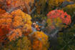 restore, upscale, enhance, unblur and denoise your images