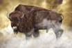 make animal illustrations in watercolor