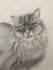 draw your pet in realistic style