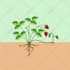 draw vector plants, fruits and vegetables illustration