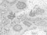 create unique fantasy map entirely by hand drawn on paper