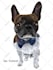 make drawing picture from your pets photo