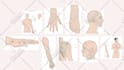 draw realistic medical, exercise, and meridian illustrations