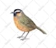 create realistic illustration of birds, butterflies, animals