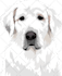 draw your dogs or any pets into cartoon portrait