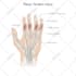 make all types of scientific illustrations