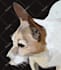 draw high quality vector art for your pet