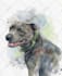 draw custom hand painted style digital watercolor pet portrait