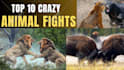 create wildlife  animals copyright free videos for youtube