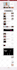 design redesign wordpress website, website development as a full stack developer