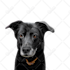 draw pet portrait into cartoon vector