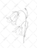 draw hand drawn botanical line art for tattoo, packaging, and floral logo