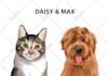 draw your dogs or any pets into cartoon portrait