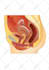 make medical, dental and anatomical illustrations for you