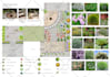 create landscape planting plan