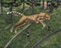 draw custom pet portrait or animal art