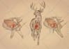 draw professional anatomical drawings for animals