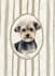 draw custom pet portrait, digital pet, pet drawing
