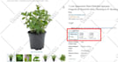 do amazon variation listing or amazon listing via flat file