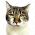 create a custom cartoon vector portrait of your pet